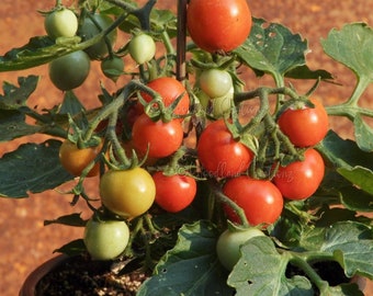 Nina Neutron Tomato - Micro Dwarf Tomato Seeds - Small Tomato Plant - Aerogarden Tomato