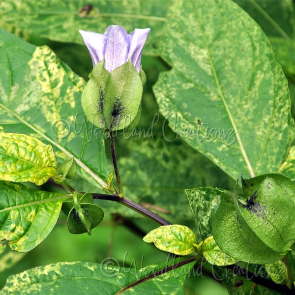 Variegated Shoo-Fly - Variegated Apple of Peru - Rare Variegated Leaves - Nicandra Physalodes - Splash of Cream