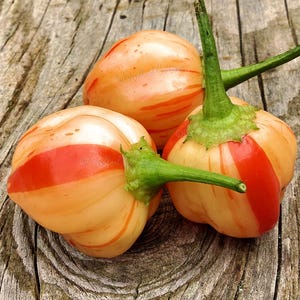 Peppapeach Stripey Seeds - Mild Heat Pepper - Capsicum Baccatum