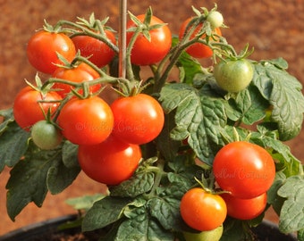 Lille Lise Tomato - Micro Dwarf Tomato Seeds - Small Tomato Plant