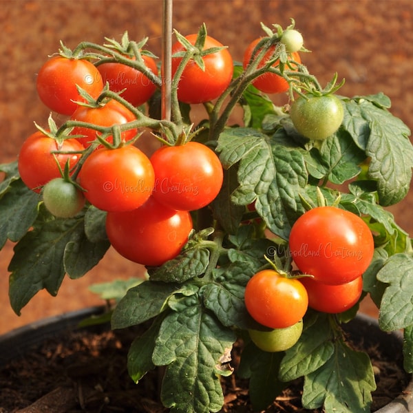 Lille Lise Tomato - Micro Dwarf Tomato Seeds - Small Tomato Plant