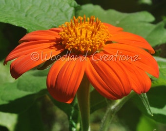 Mexican Sunflower Seeds - Butterfly Flowers - Orange Flowers - Tithonia Rotundifolia