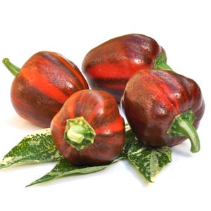 Pode incluir: Quatro pimentões maduros, com listras vermelhas e marrons escuros. Os pimentões têm caules verdes e repousam sobre folhas verdes e brancas salpicadas. Os pimentões estão molhados com gotículas de água.