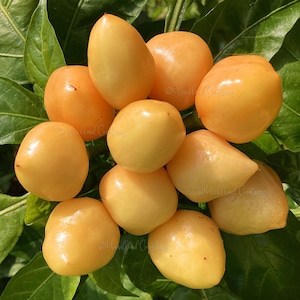 Puede incluir: Un grupo de pimientos maduros de color amarillo-naranja con una textura suave, sobre un lecho de hojas verdes. Los pimientos varían en forma, algunos son redondos y otros alargados. La imagen está bien iluminada, resaltando los colores vibrantes y las texturas de los productos.