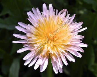 Pink Dandelion Seeds - Pink Flowers - Dandelion Seeds - Taraxacum pseudoroseum