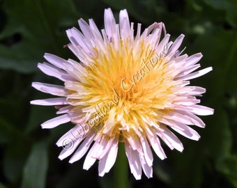 Rosa Löwenzahnsamen - Rosa Blumen - Löwenzahnsamen - Taraxacum pseudoroseum