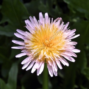 Graines de pissenlit rose (30 ans et plus) - Fleurs roses - Taraxacum pseudoroseum