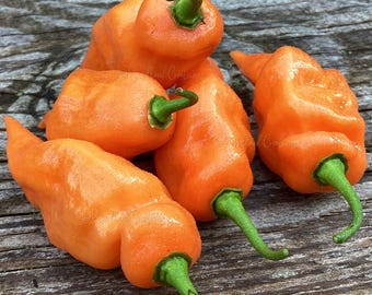 Nasiona papryki Habanada – Habanero bezostre – papryka bezostre