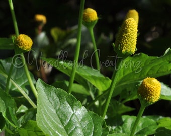 Toothache Plant Seeds - Yellow Flowers - Electric Daisy Seeds - Buzz Button - Paracress Seeds - Brede mafane - Spilanthes - Acmella alba