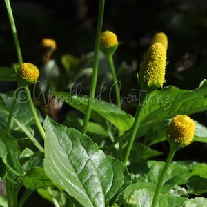 May include: Close-up of a plant with bright green leaves and yellow flower buds. The buds are elongated and textured, with a vibrant yellow color. The plant is set against a dark background, highlighting the details of the foliage.