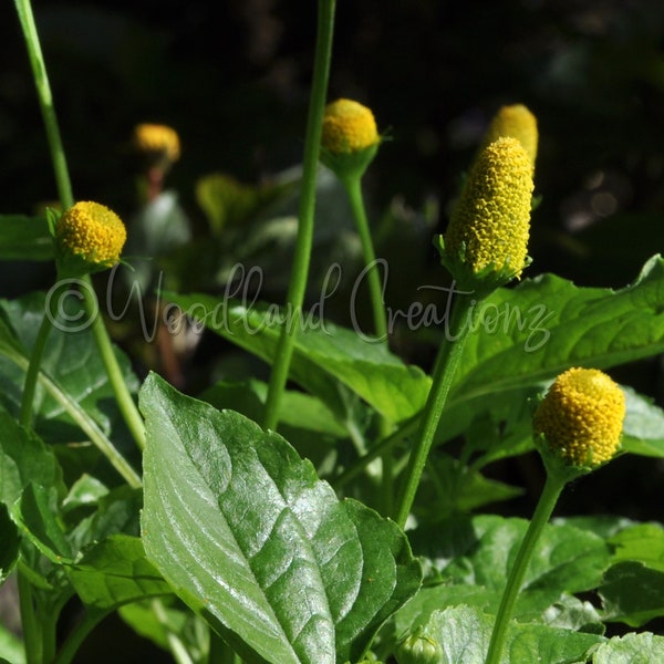 Toothache Plant Seeds - Yellow Flowers - Electric Daisy Seeds - Buzz Button - Paracress Seeds - Brede mafane - Spilanthes - Acmella alba