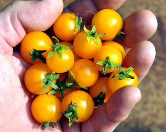Gold Pearls Micro Tomato - Micro Dwarf Tomato Seeds - Yellow Cherry Tomatoes