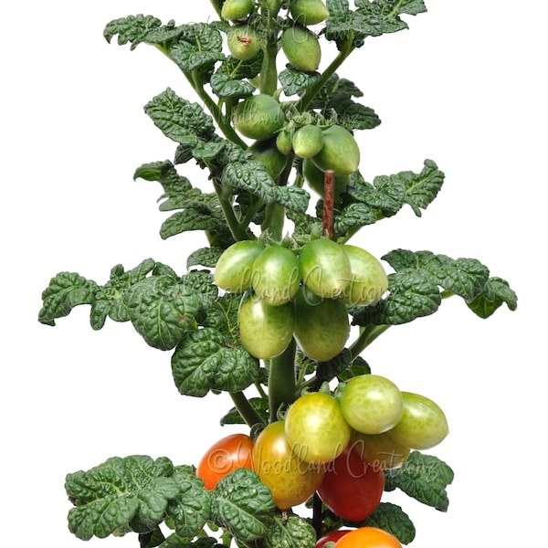 Curly Kaley - Micro Tomato - Micro Dwarf Tomato Seeds - Fairy Garden Tomato