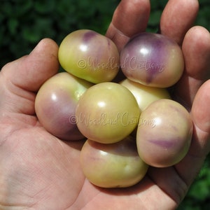 Dirwii Of Tomatillo - Rare Tomatillo Seeds - Diiwwii Of Tomatillo - Physalis ixocarpa - Husk Tomato