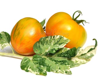 Gandolf Tomato Seeds: Variegated Leaf Dwarf Tomato