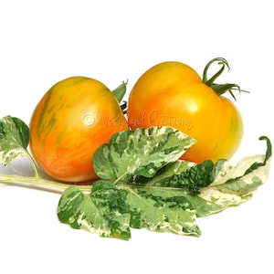 Gandolf Tomato - Variegated Leaves - Variegated Tomato - Dwarf Tomato