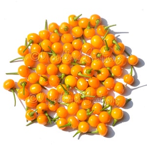 Aji Charapita Pepper Seeds (50+) - Rare Chili Pepper - Capsicum Chinense