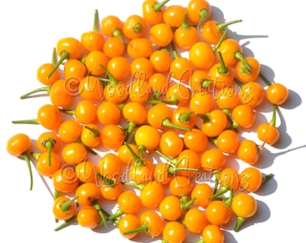 Aji Charapita Pepper Seeds (50+) - Rare Chili Pepper - Capsicum Chinense