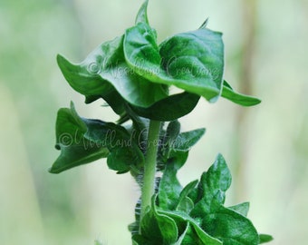 May include: Close-up of a tomato plant with vibrant green leaves and delicate yellow flowers. The plant is growing on a wire fence, with a blurred background. The image captures the plant's fresh, natural appearance.