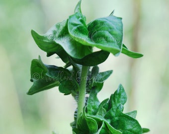 Stick Tomato - Red Stick Tomato - Rare Tomato - Weird Tomato - Unusual Tomato - Vine Tomato - Container Tomato - Ornamental Tomato