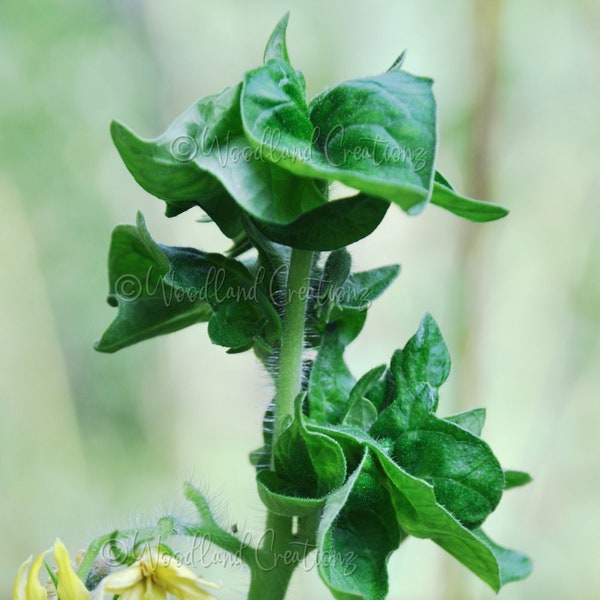 Stick Tomato - Red Stick Tomato - Rare Tomato - Weird Tomato - Unusual Tomato - Vine Tomato - Container Tomato - Ornamental Tomato