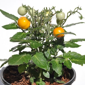 Könnte beinhalten: Eine Topf-Tomatenpflanze mit grünen Blättern und Stängeln. Die Pflanze hat sowohl grüne als auch gelbe Tomaten. Die Pflanze steht in einem schwarzen Plastiktopf, der mit Erde und Mulch gefüllt ist. Der Hintergrund ist weiß.