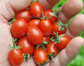 May include: A handful of ripe, red cherry tomatoes with green stems. The tomatoes are oval-shaped and have a smooth, shiny surface. The image is set against a blurred green background, suggesting a garden setting. The text "Woodland Creations" is visible.
