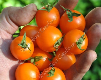 Süße Orangen Tomatensamen - Kirschtomaten - Süße Tomaten - Frühe Tomate