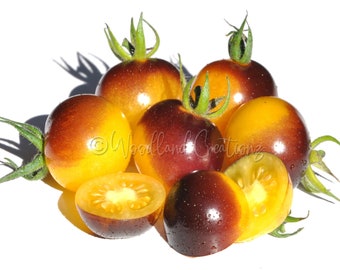 Gold Berries Tomato Seeds - Gold Cherry Tomato - Yellow Cherry Tomato - Heirloom Tomato