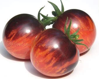 Italian Heirloom Onion - *Cipolla Rossa Di Tropea Tonda* - (Allium Cepa