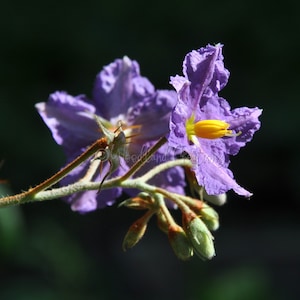 Porcupine Tomato - Rare Plant - Thorn Plant - Solanum pyracanthos