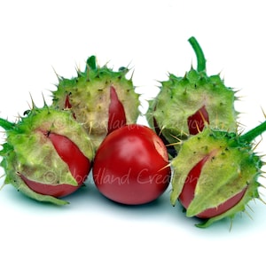 Litchi Tomato Seeds (30+) - Thorn Plant - Sticky Nightshade - Rare Edible Fruit