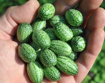 Cucamelon Seeds - Mouse Melon Seeds - Pepquinos - Mexican Cucumber - Cucurbit - Mexican Sour Gherkin Seeds - Melothria Scabra