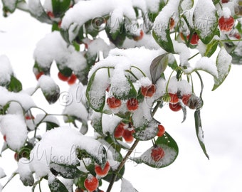 Kalte Hardy Pfeffer Samen - Seltene Wilde Pfeffer - Perennial Pfeffer Samen - Chili Pfeffer Samen - Capsicum Flexuosum