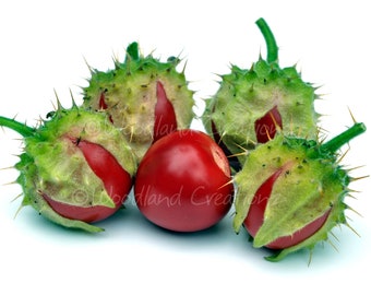 Litchi Tomate Samen (30+) - Dorn Pflanze - Klebriger Nachtschatten - Seltene essbare Frucht