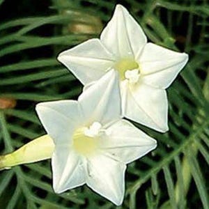 White Cardinal Kletterer Samen (50+) - Weiß blühende Kletterpflanze