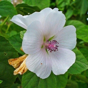 May include: Close-up of a white flower with delicate petals and a soft pink center. The flower's center features a cluster of small, dark pink stamens. Green leaves surround the flower, with a few yellowed leaves visible.
