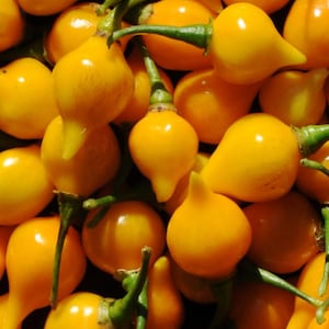Yellow Biquinho Pepper Seeds - Brazilian Sweety Drop - Little Beak