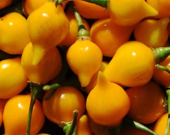Yellow Biquinho Pepper Seeds - Brazilian Sweety Drop - Little Beak