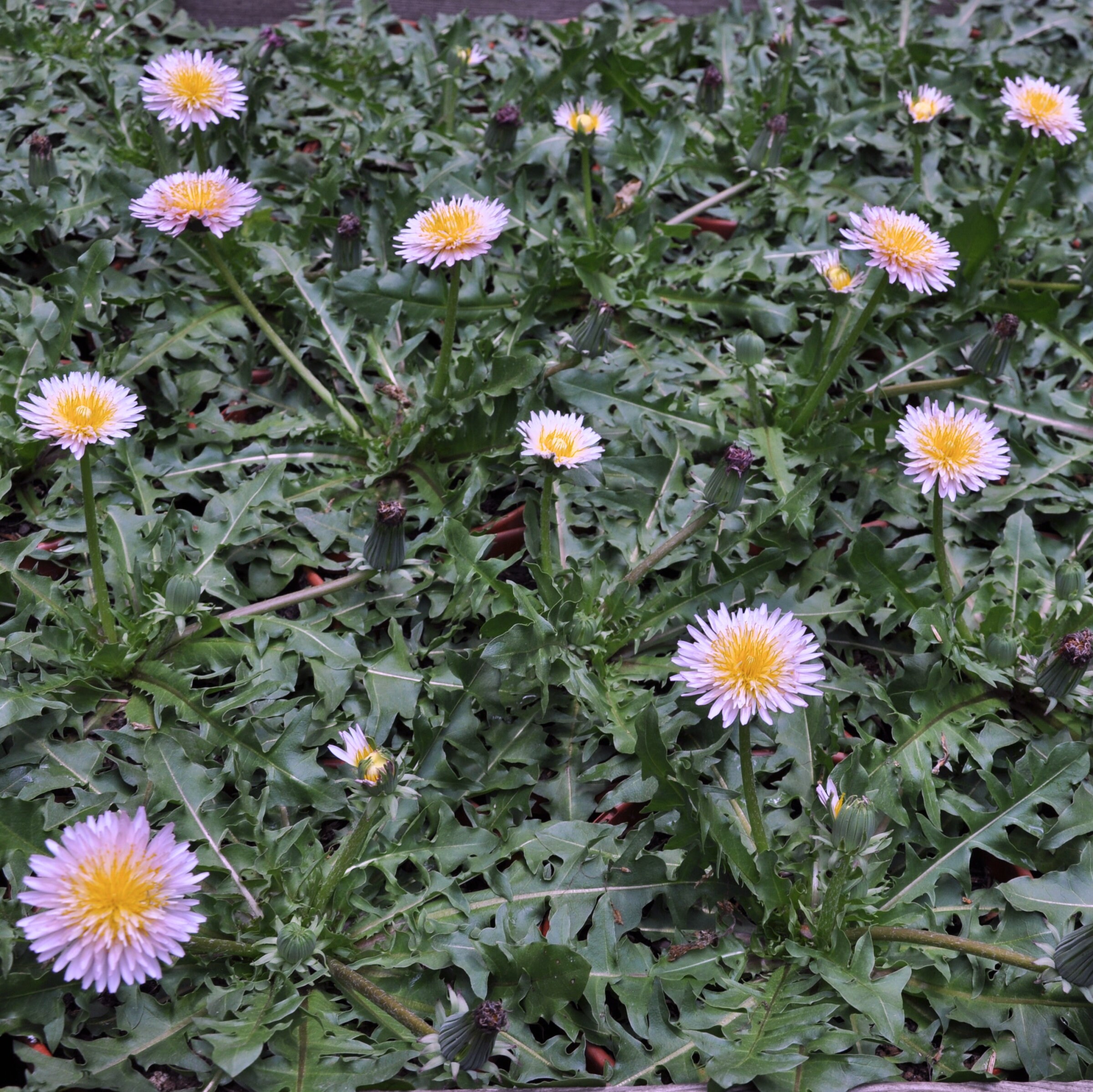 Pink Dandelion - Taraxacum pseudoroseum