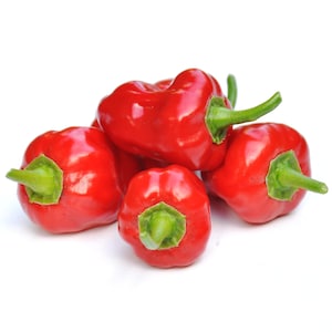 Könnte beinhalten: Eine Ansammlung leuchtend roter Paprika mit grünen Stielen und Kelchblättern. Die Paprika sind rund und glänzend, mit einer glatten Oberfläche. Das Bild ist vor einem weißen Hintergrund aufgenommen, der die lebendige Farbe des Produkts hervorhebt.