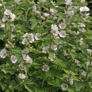 May include: A close-up of a flowering plant with white and light pink blossoms. The flowers have delicate petals and are surrounded by green, textured leaves. The plant is in full bloom, with many flowers visible.