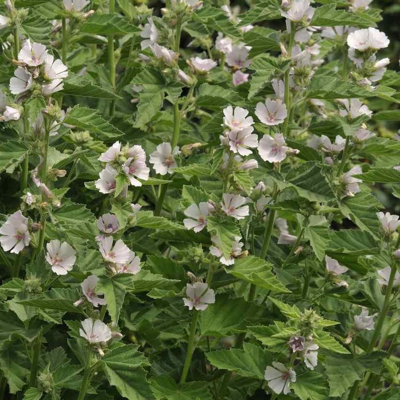 May include: A close-up of a flowering plant with white and light pink blossoms. The flowers have delicate petals and are surrounded by green, textured leaves. The plant is in full bloom, with many flowers visible.