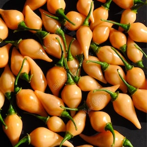 Könnte beinhalten: Nahaufnahme einer Ansammlung kleiner, hellorangefarbener Paprika mit grünen Stielen. Die Paprika haben eine tropfenförmige Gestalt und liegen dicht aneinander auf dunklem Hintergrund. Die Paprika wirken frisch und reif.