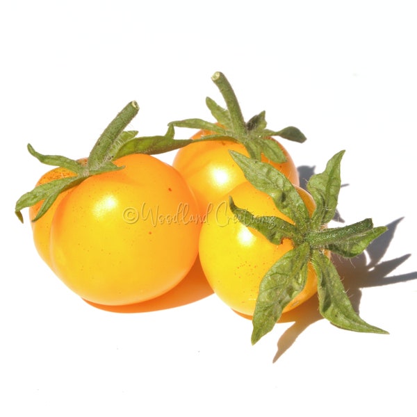 Chubby Bunny Tomato - Micro Dwarf Tomato Seeds - Sweet Yellow Tomatoes