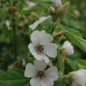 May include: Close-up of white flowers with five petals and a dark purple center. The flowers are in focus, with green leaves and buds in the background. The image is well-lit, highlighting the delicate details of the blossoms.