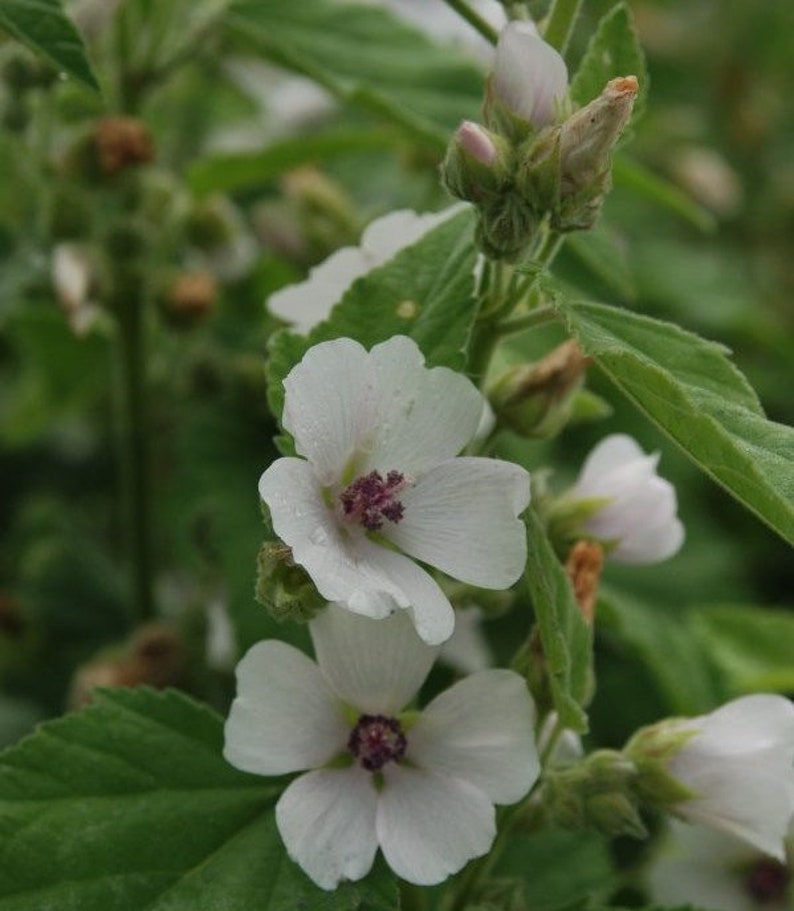 May include: Close-up of white flowers with five petals and a dark purple center. The flowers are in focus, with green leaves and buds in the background. The image is well-lit, highlighting the delicate details of the blossoms.