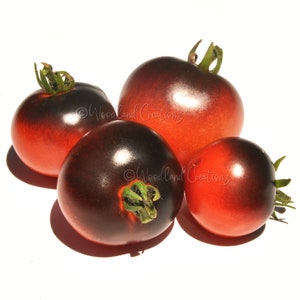 Purple Boy Micro Dwarf Tomato - Rare Dark Tomatoes - Micro Tomato Plants