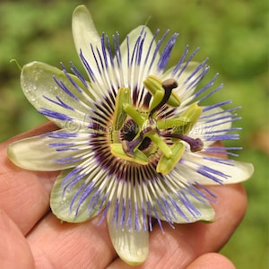 Passionsblume Samen - Passiflora Caerulea - Kletterpflanze - Blühende Rebe