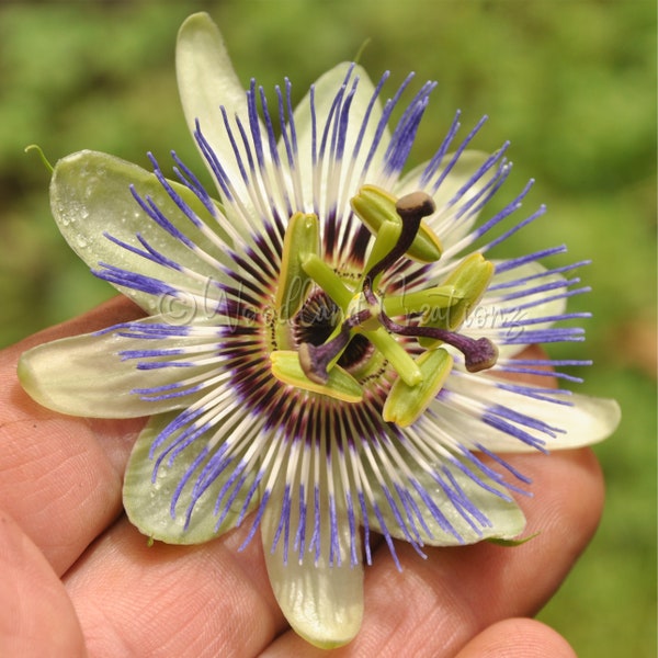 Semillas de flor de la pasión - Passiflora Caerulea - Enredadera trepadora - Enredadera floreciente